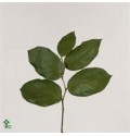 ΣΑΛΑΛ ΠΡΑΣΙΝΑΔΑ.........SALAL  TIPS