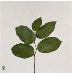 ΣΑΛΑΛ ΠΡΑΣΙΝΑΔΑ.........SALAL  TIPS