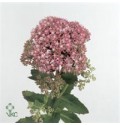 ΣΕΝΤΟΥΜ ΠΡΑΣΙΝΑΔΑ .....-SEDUM  SPECTABILE