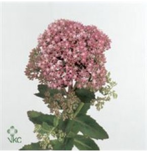 ΣΕΝΤΟΥΜ ΠΡΑΣΙΝΑΔΑ .....-SEDUM  SPECTABILE