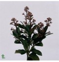 ΣΚΙΜΙΑ...........................-SKIMMIA  RUBELLA