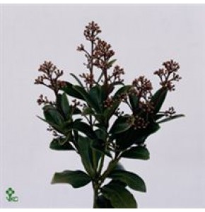 ΣΚΙΜΙΑ...........................-SKIMMIA  RUBELLA