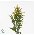 ΣΟΛΙΤΑΓΚΟ..................-SOLITAGO  GOLDEN-GLORY