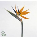 ΣΤΡΕΛΙΤΣΙΑ.........-STRELITZIA  REGINAE BLOEM
