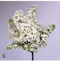 ΠΑΣΧΑΛΙΑ ΛΕΥΚΗ............-SYRINGA  WHITE