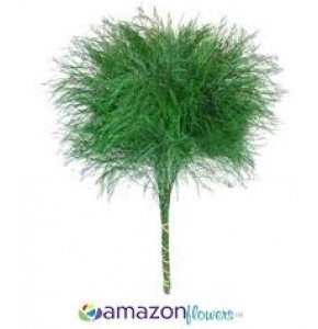 ΣΠΑΡΑΓΓΙ ΕΙΣΑΓΩΓΗΣ  TREEFERN