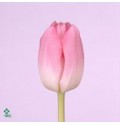 ΤΟΥΛΙΠΑ ΡΟΖ.............-TULPEN  DYNASTY