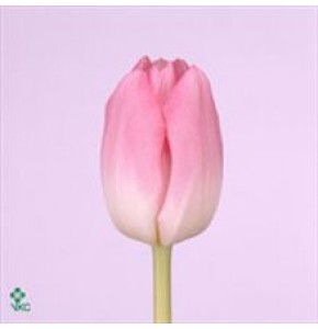 ΤΟΥΛΙΠΑ ΡΟΖ.............-TULPEN  DYNASTY
