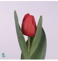ΤΟΥΛΙΠΑ ΚΟΚΚΙΝΗ..........-TULPEN  ESCAPE