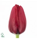 ΤΟΥΛΙΠΑ ΚΟΚΚΙΝΗ......-TULPEN  ILE DE FRANCE