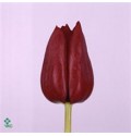 ΤΟΥΛΙΠΑ ΚΟΚΚΙΝΗ....TULPEN  PALLADA