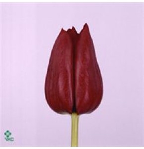 ΤΟΥΛΙΠΑ ΚΟΚΚΙΝΗ....TULPEN  PALLADA
