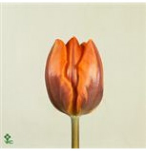 ΤΟΥΛΙΠΑ ΠΟΡΤΟΚΑΛΙ....TULPEN  PRINSES  IRENE
