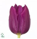ΤΟΥΛΙΠΑ  ΜΩΒ............TULPEN  PURPLE  PRINCE