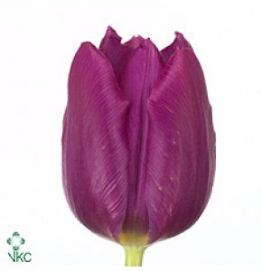 ΤΟΥΛΙΠΑ  ΜΩΒ............TULPEN  PURPLE  PRINCE
