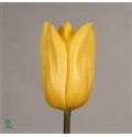 ΤΟΥΛΙΠΑ ΚΙΤΡΙΝΗ.....TULPEN  STRONG GOLD