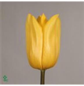 ΤΟΥΛΙΠΑ ΚΙΤΡΙΝΗ.....TULPEN  STRONG GOLD