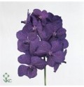 ΟΡΧΙΔΕΑ ΒΑΝΤΑ ΜΠΛΕ  VANDA  BLUE-MAGIC