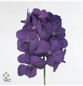 ΟΡΧΙΔΕΑ ΒΑΝΤΑ ΜΠΛΕ  VANDA  BLUE-MAGIC