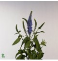 ΒΕΡΟΝΙΚΑ  ΜΠΛΕ  VERONICA  BLUE