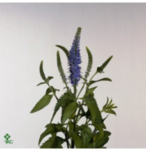 ΒΕΡΟΝΙΚΑ  ΜΠΛΕ  VERONICA  BLUE