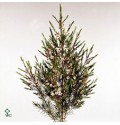 ΒΑΞ ΛΕΥΚΟ....-WAX-FLOWERS  SNOW FLAKE