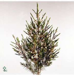 ΒΑΞ ΛΕΥΚΟ....-WAX-FLOWERS  SNOW FLAKE