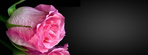 banner 1
