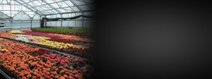 banner 1