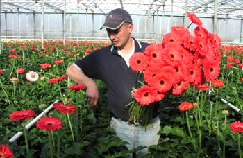 HollandProducer